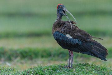 Red-naped Ibis, adult