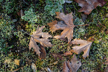 The fallen leaves in autumn forest at sunny weather