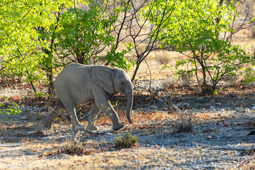Obraz na płótnie Canvas Side view of baby elephant walking with quick step in brush area during a sunny afternoon, Etosha National Park, Namibia