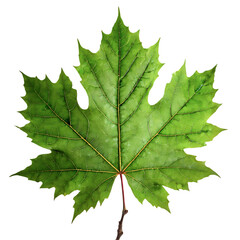  Isolated Maple leaf on white background