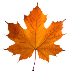 Fototapeta premium Isolated Maple leaf on white background