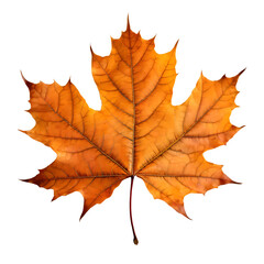  Isolated Maple leaf on white background