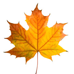 Obraz premium Isolated Maple leaf on white background