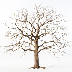 Obraz premium tree in autumn