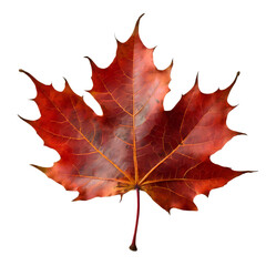 Fototapeta premium Isolated Maple leaf on white background