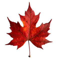  Isolated Maple leaf on white background