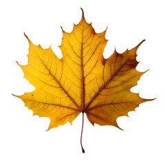 Fototapeta premium Isolated Maple leaf on white background