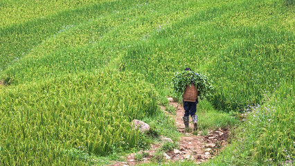 Rice fields in Sapa Vietnam