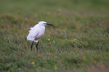 Egretta garzetta - Little Egret - Aigrette garzette