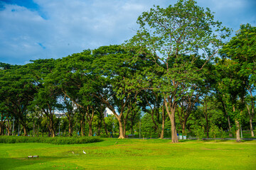 Green meadow grass in city public park forest sunset sky
