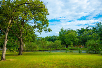 Green meadow grass in city public park forest sunset sky