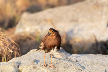 Male Ruff (bird) in breeding plumage stands on the shore of the lake