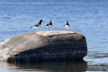 A flock of Eurasian oystercatchers stands on a large rock