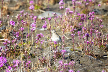 Adult Temminck's stint stand among flowers