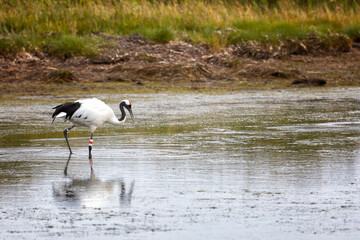 Red-crowned crane. Kunashir Island. South Kuriles