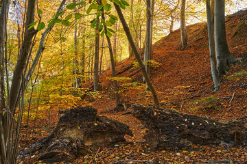 Obraz premium Buki nad jeziorem Lutom, Park krajobrazow, jesienny pejzaż