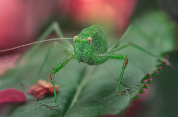 Portrait macro d'une sauterelle. 