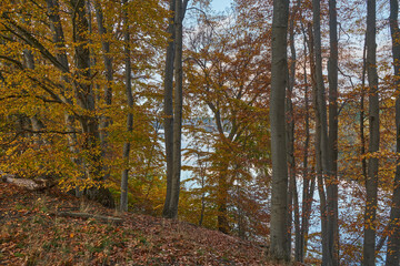 Obraz premium Buki nad jeziorem Lutom, Park krajobrazow, jesienny pejzaż