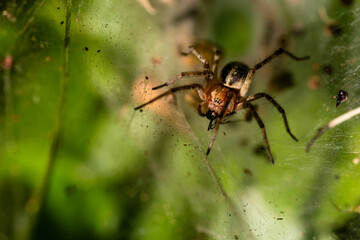 spider on a web