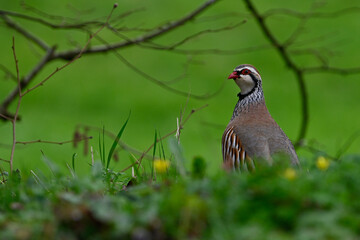 Alectoris rufa, Red-legged partridge, Perdrix rouge, IUCN=LC, B035_023_006