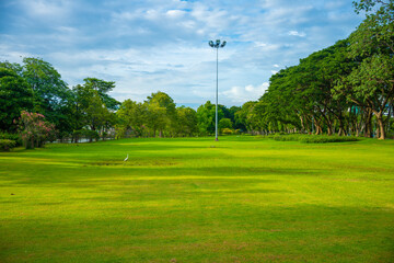 Green meadow grass in city public park forest sunset sky