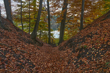 Obraz premium Buki nad jeziorem Lutom, Park krajobrazow, jesienny pejzaż