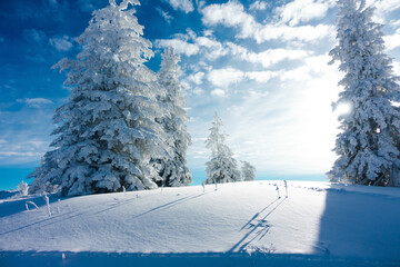 Schneebedeckte Bäume an einem sonnigen Wintertag