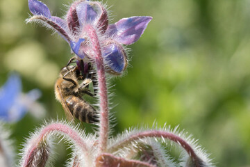Borage blossom (Borago officinalis) ,also known as a starflower. blossom with a bee