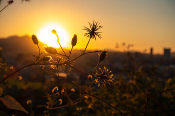 雑草越しの夕暮れ_2_20231030