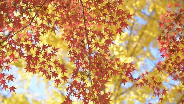 秋の赤く染まった紅葉と黄色い銀杏の葉