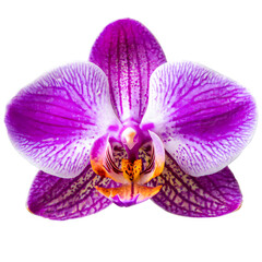 Naklejka na ściany i meble Isolated orchid on white background; beautiful flower of exotic plants, Beautiful pink Orchid isolated