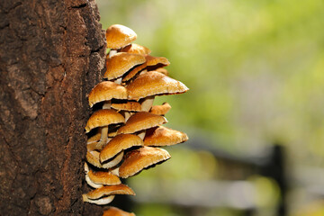 落葉広葉樹の幹に群生するヌメリスギタケモドキ（自然光・マクロレンズ接写） - Powered by Adobe