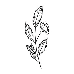 Hand drawing style of flower vector. It is suitable for plant and flower icon, sign or symbol.