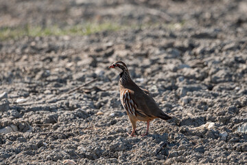 Alectoris rufa, Red-legged partridge, Perdrix rouge, IUCN=LC, B035_023_006
