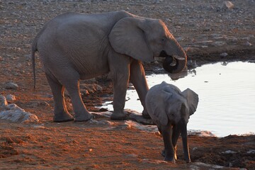 Elefant mit Jungtier am Wasserloch von Halali im Etoscha Nationalpark in Namibia.