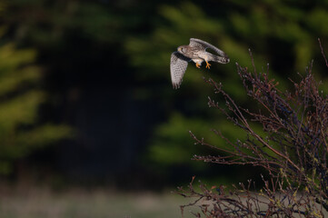Falco tinnunculus - Common kestrel - Faucon crécerelle