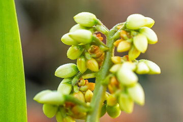 close up of Xiphidium caeruleum