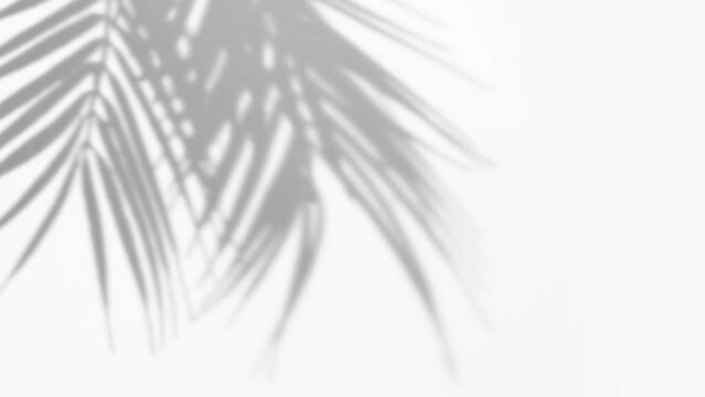 Blurry tropical background made with palm leaves tree branch shadow falling on white wall, swaying in the sea breeze. Minimal scene with summer tune.
