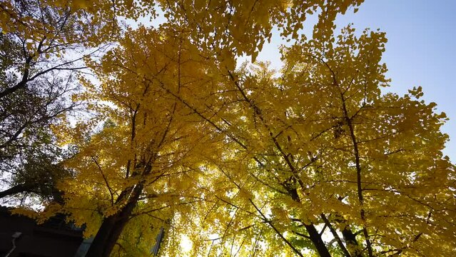 Sunlight filters through golden leaves on trees at Nami Island, Korea, casting intricate shadows. The serene, picturesque autumn scene exudes tranquility and natural beauty