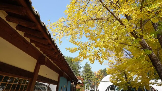 Autumn at Nami Island, Korea, displays a vibrant yellow ginkgo tree beside a traditional Korean house, under a clear blue sky, creating a serene and picturesque view.
