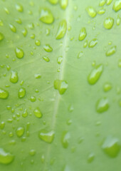water drops on green leaf