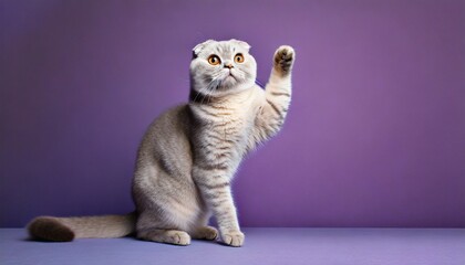 Full length portrait of a gray cat, reaching one paw - obrazy, fototapety, plakaty