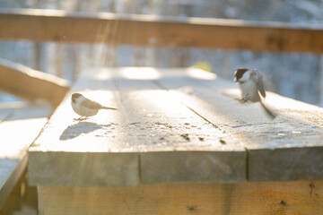 birds and crawl on a wooden table in winter in frosty weather peck at seeds