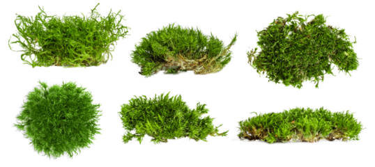 Set. different shape options. There is a lot of forest moss on an empty background. PNG
