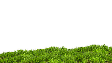 Forest moss on an empty background. PNG