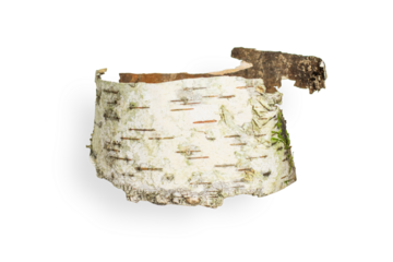 Birch bark is beautifully shaped. On an empty background. PNG