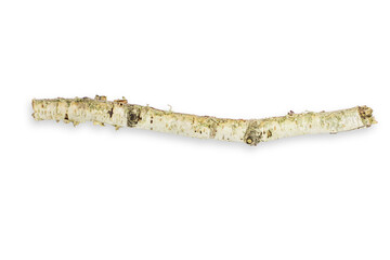 Birch branch of a curved beautiful shape. On an empty background. PNG