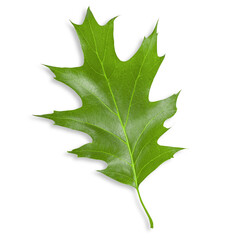 Green leaf from a tree. On an empty background.