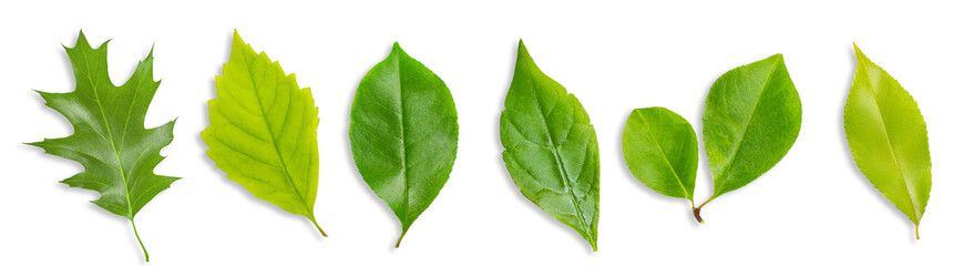 Set of leaves made of wood. On an empty background.