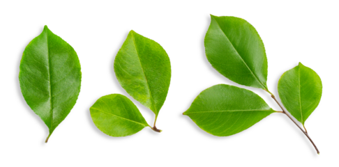 Set of leaves made of wood. On an empty background.